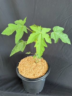 Papaya - Hawaiian Solo (Carica papaya) 1G