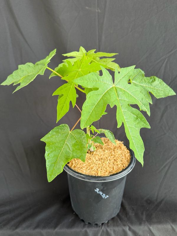 Papaya - Sunset (Carica pubescens) 1G