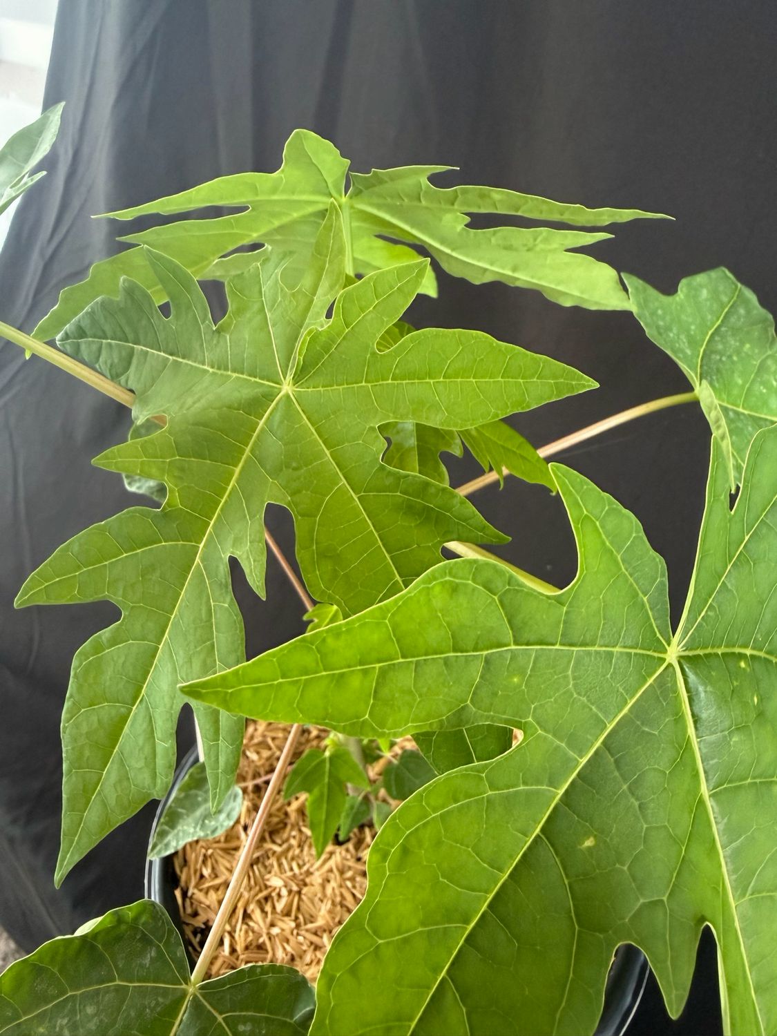 Papaya - Sunset (Carica pubescens) 1G