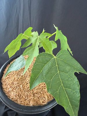 Papaya - Waimanalo (Carica pubescens) 1G