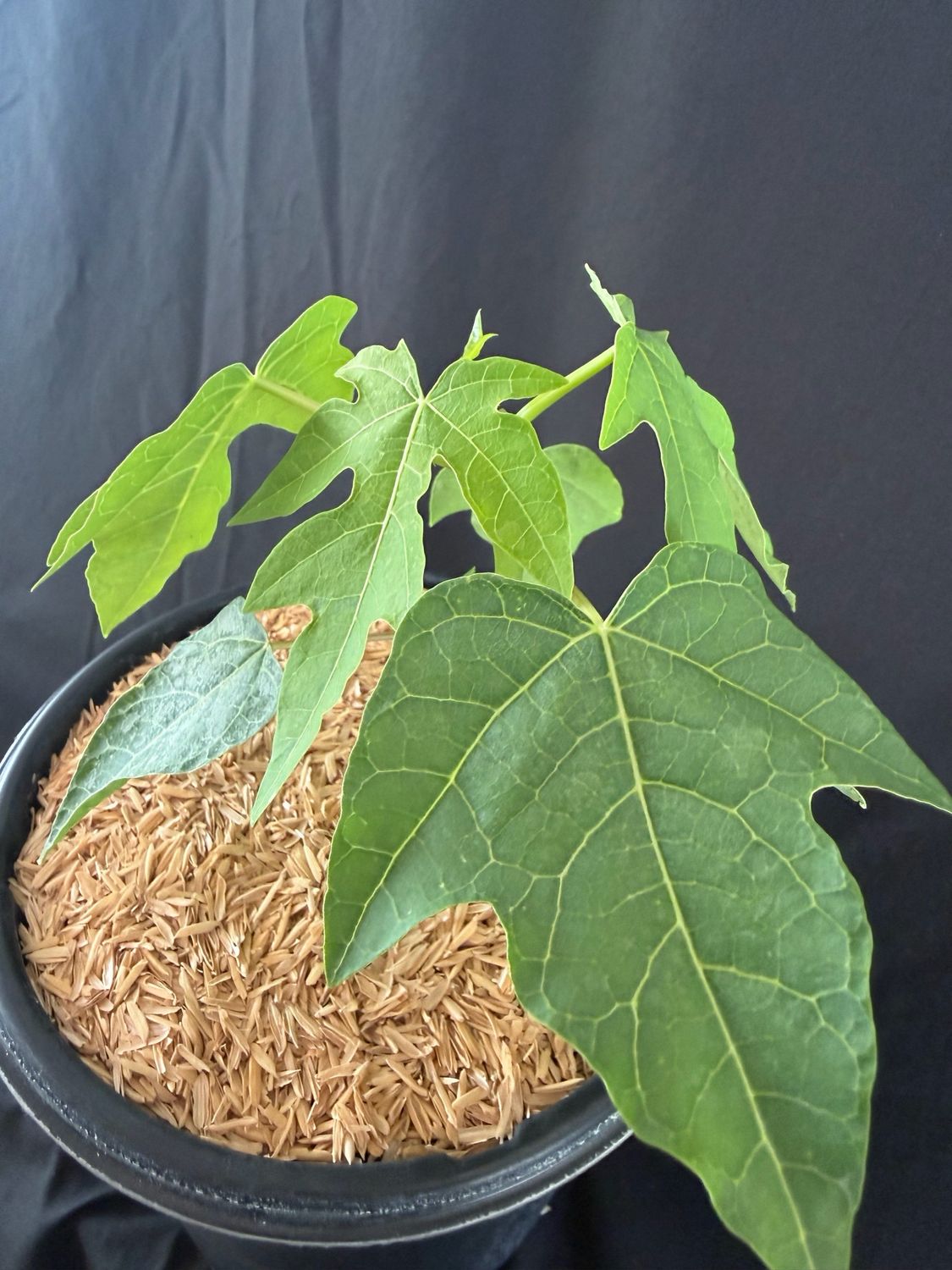 Papaya - Waimanalo (Carica pubescens) 1G