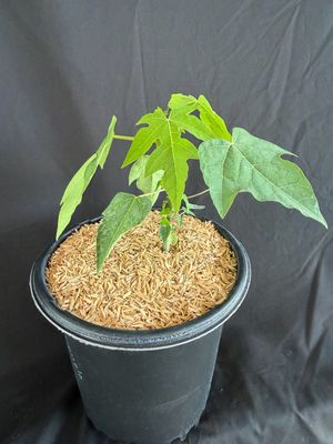 Papaya - Waimanalo (Carica pubescens) 1G
