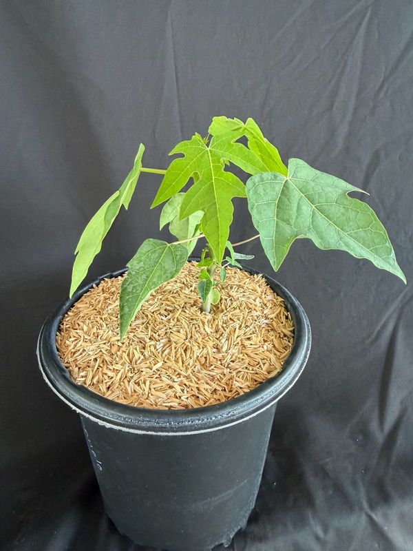 Papaya - Waimanalo (Carica pubescens) 1G