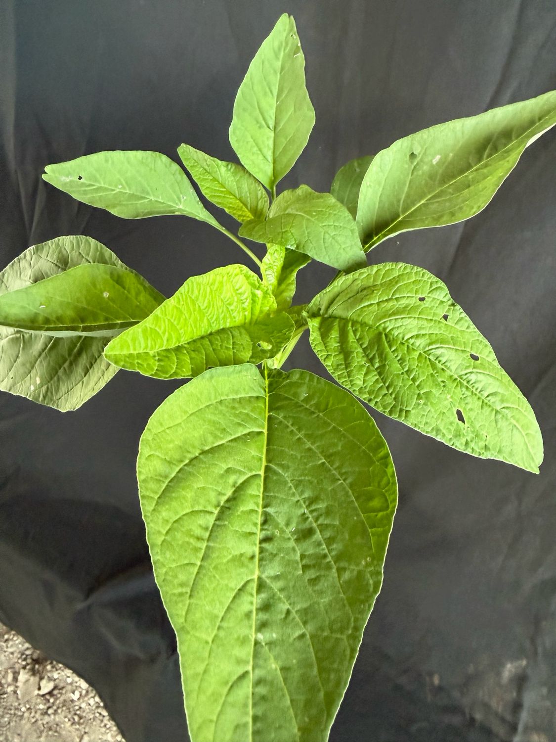 Amaranth / Chinese Spinach - Lu Hsien (Amaranthus mangostanus) 4”