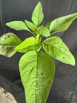Amaranth / Chinese Spinach - Lu Hsien (Amaranthus mangostanus) 4”