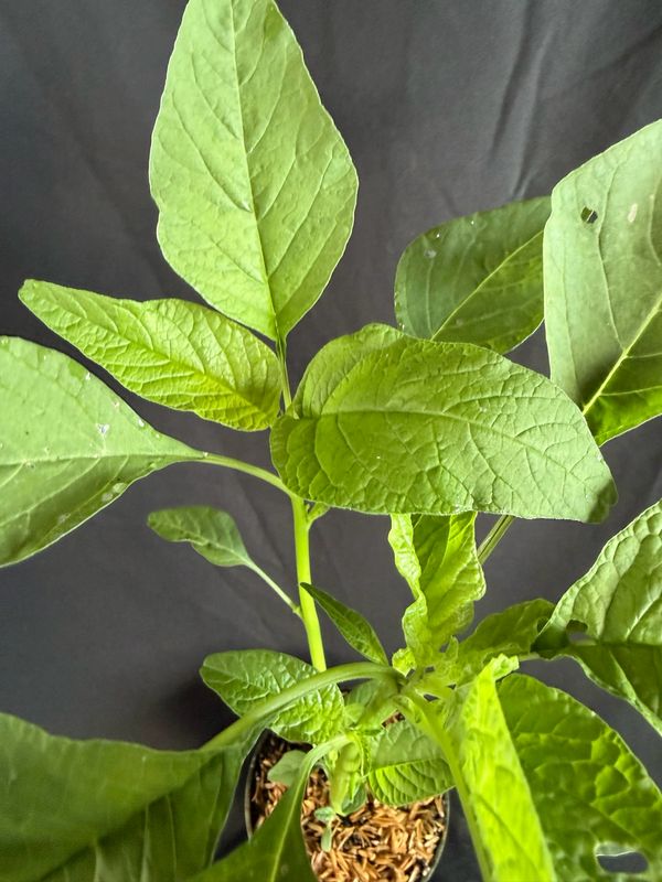 Amaranth / Chinese Spinach - Lu Hsien (Amaranthus mangostanus) 4”