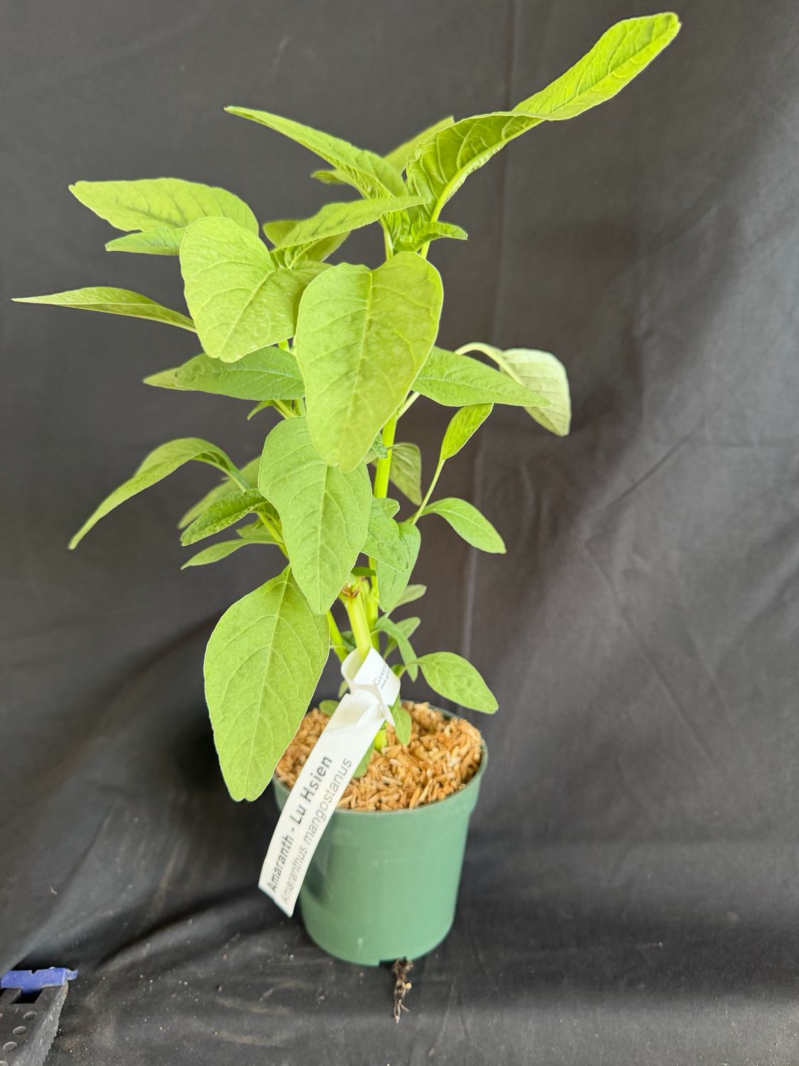Amaranth / Chinese Spinach - Lu Hsien (Amaranthus mangostanus) 4”