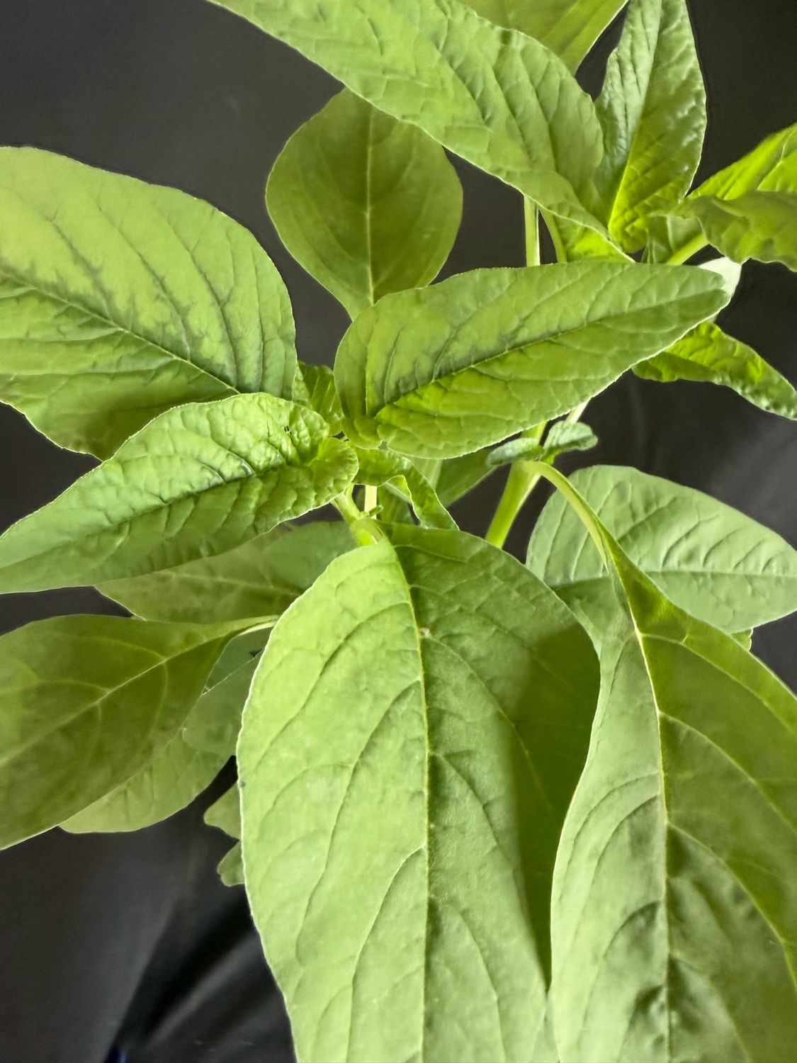 Amaranth / Chinese Spinach - Lu Hsien (Amaranthus mangostanus) 4”