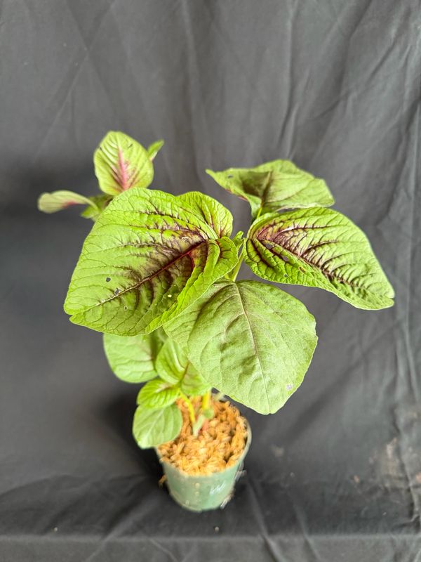 Amaranth / Chinese Spinach - Hu Hsien (Amaranthus tricolor) 4”