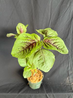 Amaranth / Chinese Spinach - Hu Hsien (Amaranthus tricolor) 4”