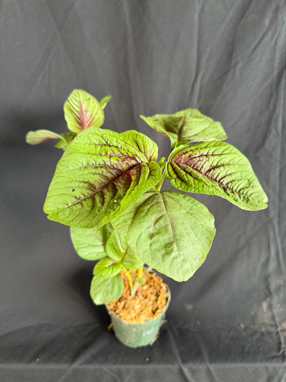 Amaranth / Chinese Spinach - Hu Hsien (Amaranthus tricolor) 4”