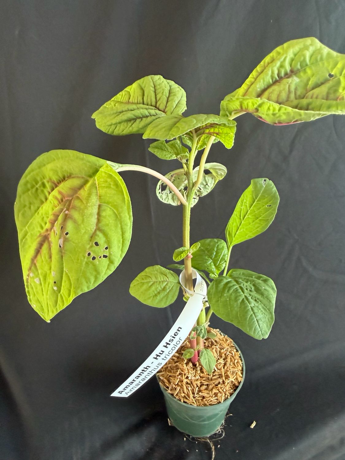 Amaranth / Chinese Spinach - Hu Hsien (Amaranthus tricolor) 4”