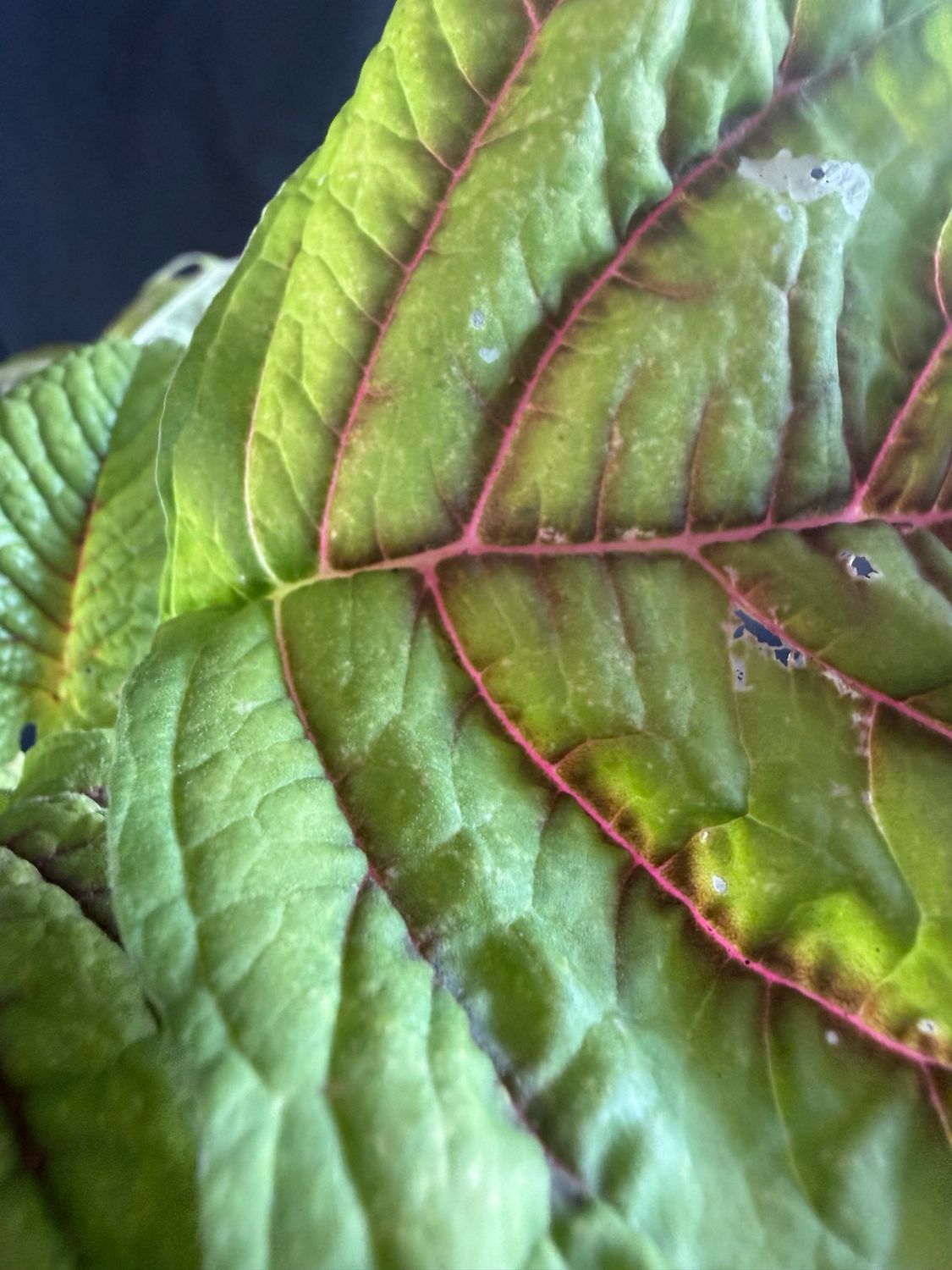 Amaranth / Chinese Spinach - Hu Hsien (Amaranthus tricolor) 4”