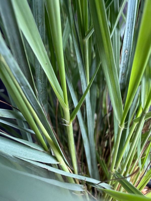 Elliott's lovegrass (Eragrostis elliottii) 4”