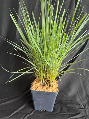 Elliott's lovegrass (Eragrostis elliottii) 4”