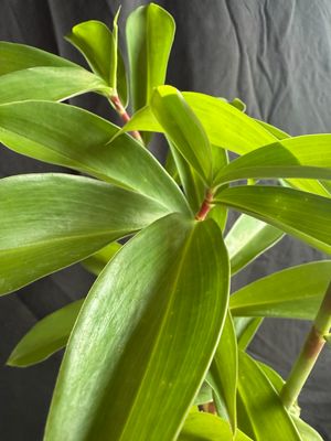 Ginger - ‘Red Tower Spiral’ (Costus Barbatus) 1G