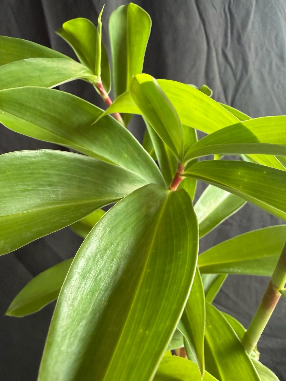 Ginger - ‘Red Tower Spiral’ (Costus Barbatus) 1G