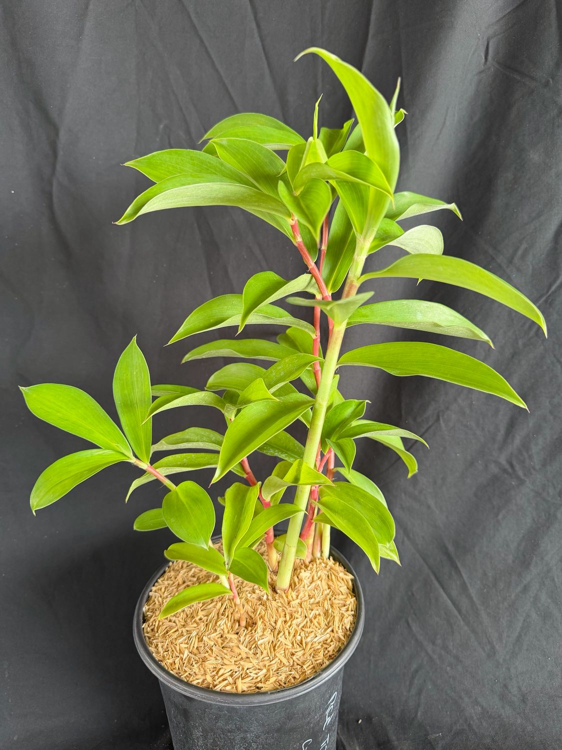 Ginger - ‘Red Tower Spiral’ (Costus Barbatus) 1G