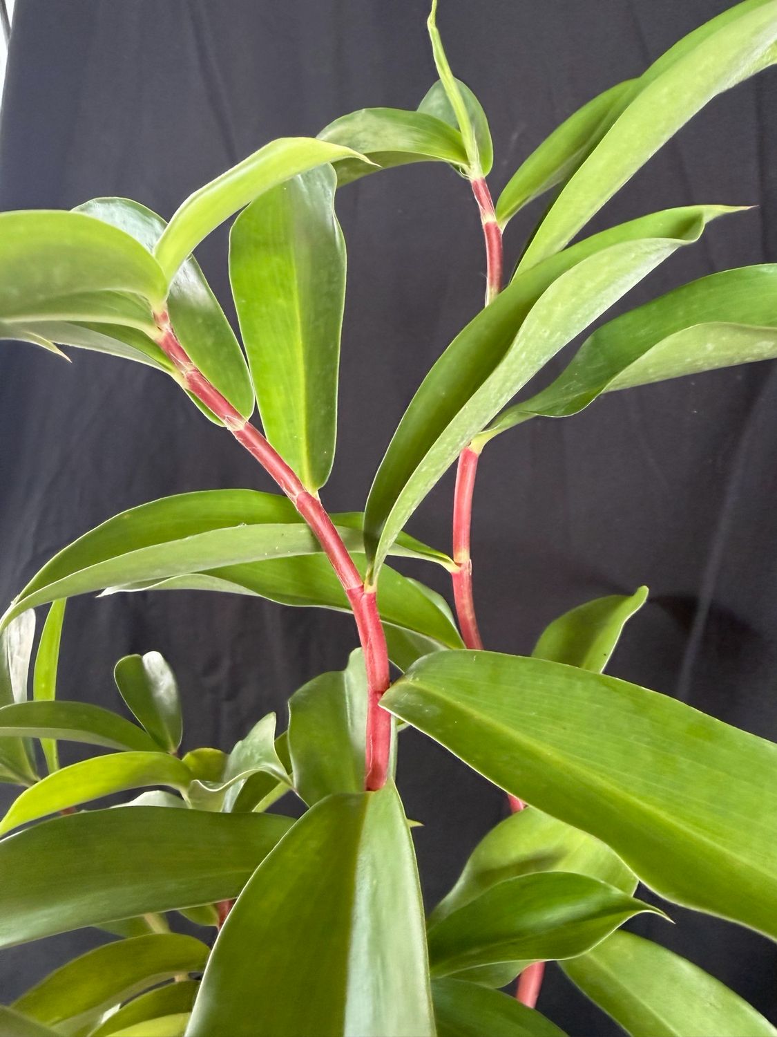 Ginger - ‘Red Tower Spiral’ (Costus Barbatus) 1G
