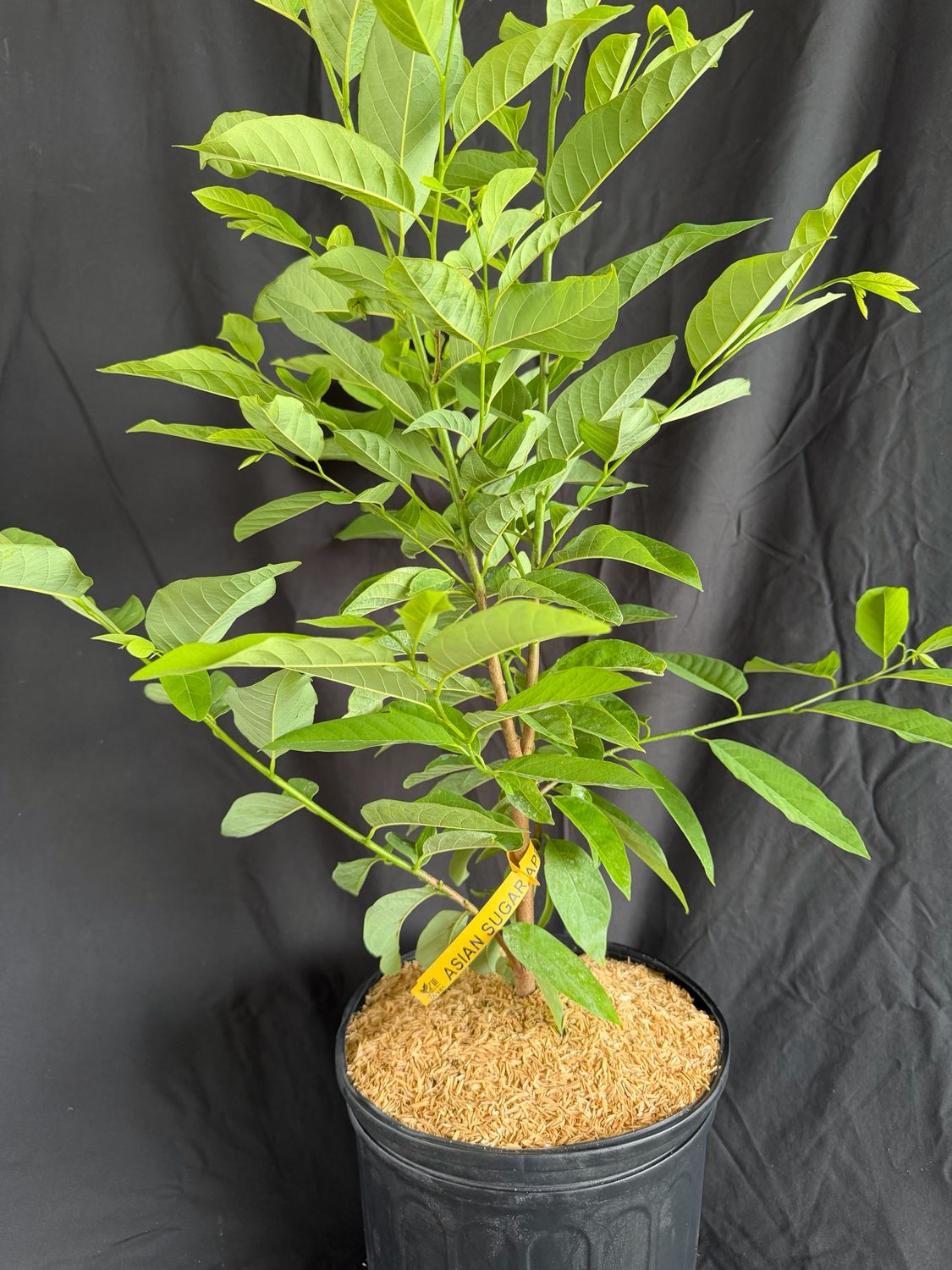 Asian Sugar Apple 3G (Annona Squamosa)