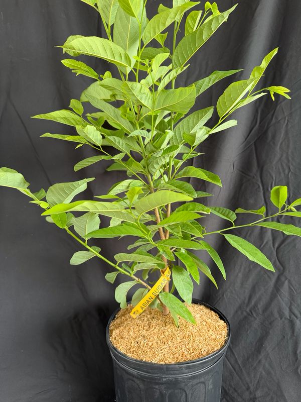 Asian Sugar Apple 3G (Annona Squamosa)