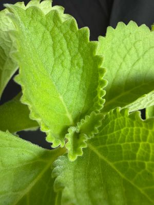 Oregano - Cuban (Plectranthus Amboinicus) 1G