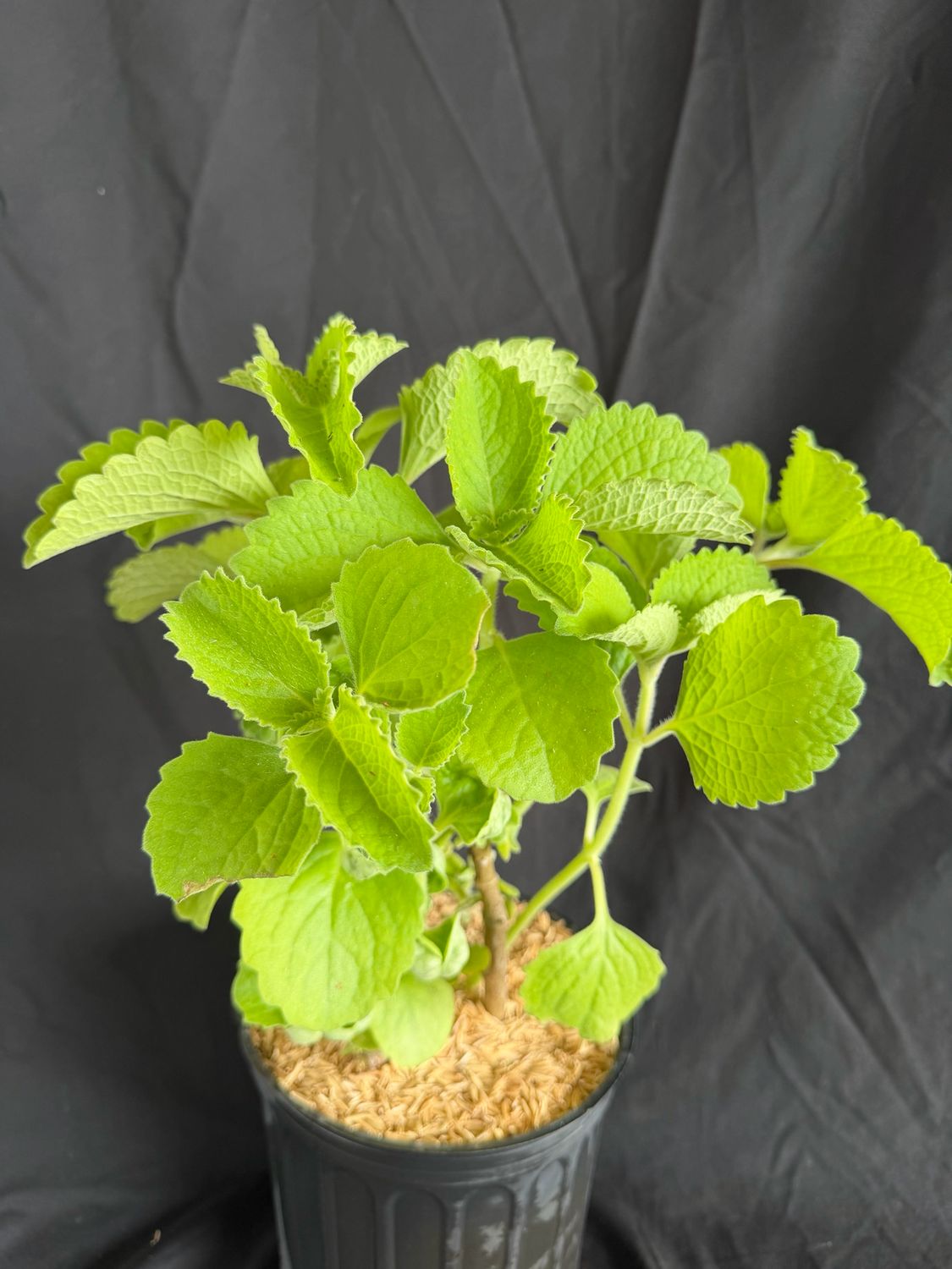 Oregano - Cuban (Plectranthus Amboinicus) 1G