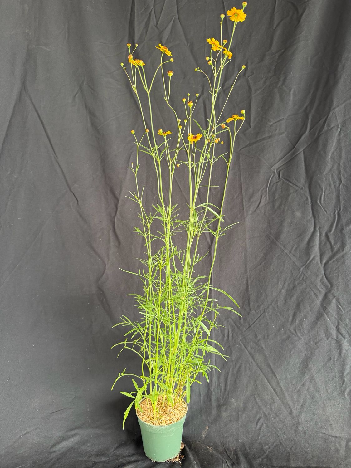 Tickseed - (Coreopsis Leavenworthii) 4”