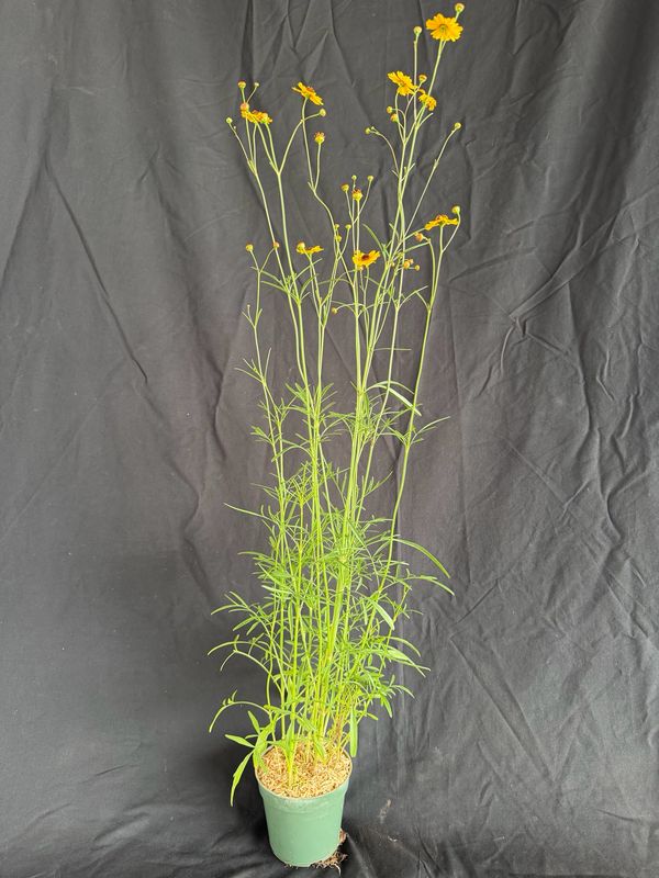 Tickseed - (Coreopsis Leavenworthii) 4”