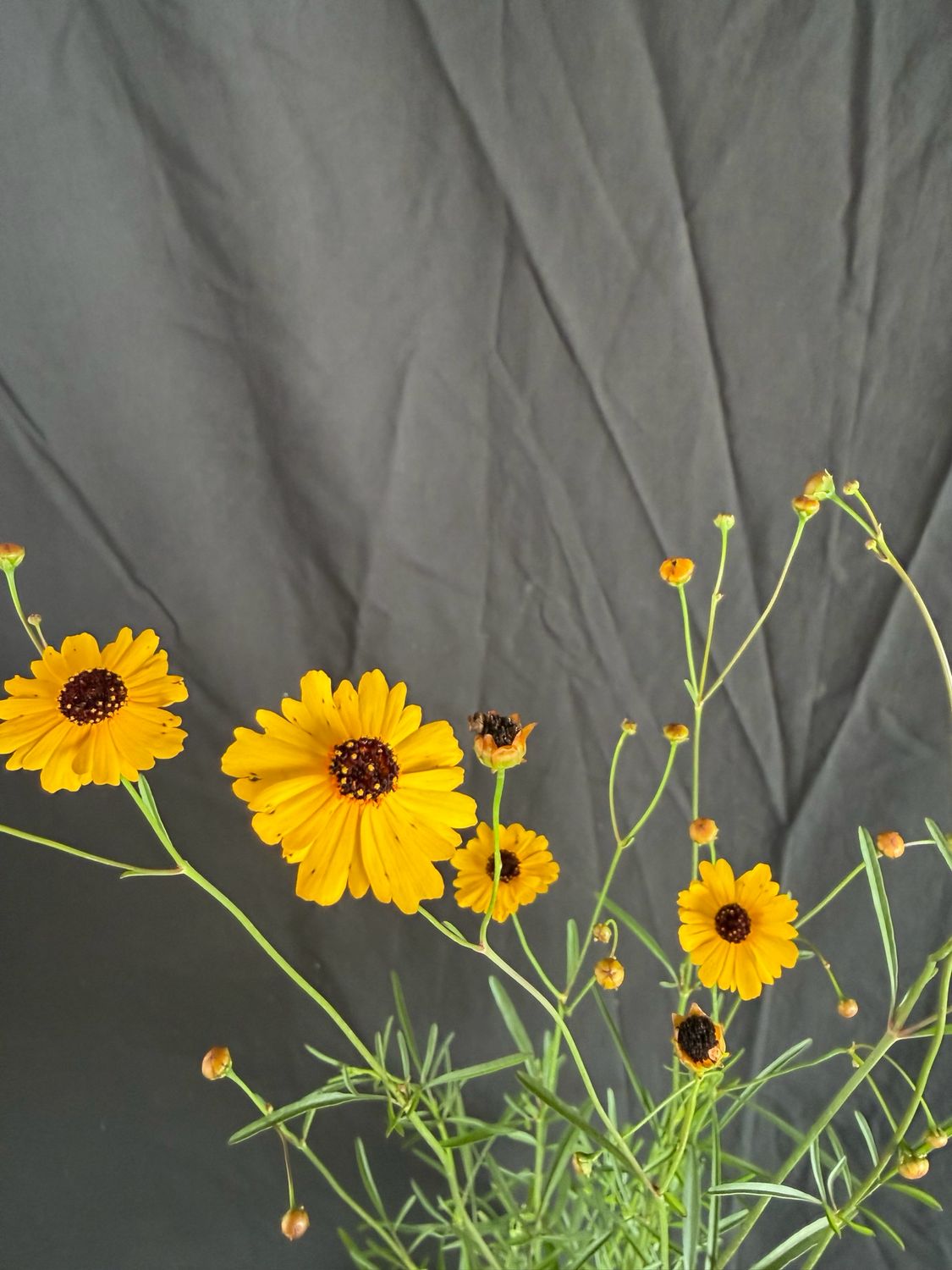 Tickseed - (Coreopsis Leavenworthii) 4”