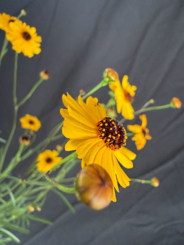 Tickseed - (Coreopsis Leavenworthii) 4”