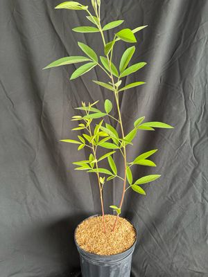 Pigeon Pea - Red (Cajanus Cajan) 1G