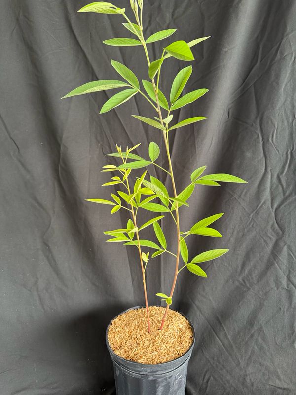 Pigeon Pea - Red (Cajanus Cajan) 1G