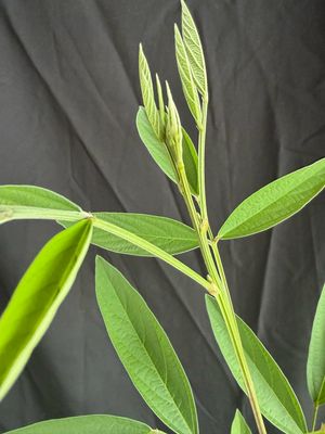 Pigeon Pea - Red (Cajanus Cajan) 1G