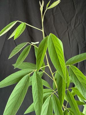 Pigeon Pea - ‘Otini Fifin’ (Cajanus Cajan) 1G
