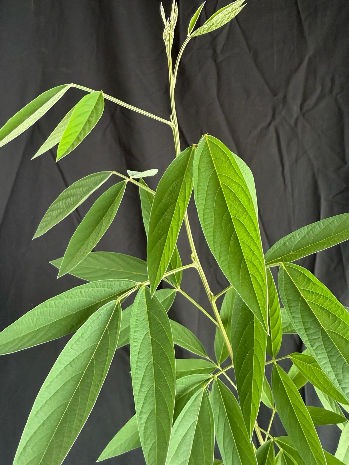Pigeon Pea - ‘Otini Fifin’ (Cajanus Cajan) 1G