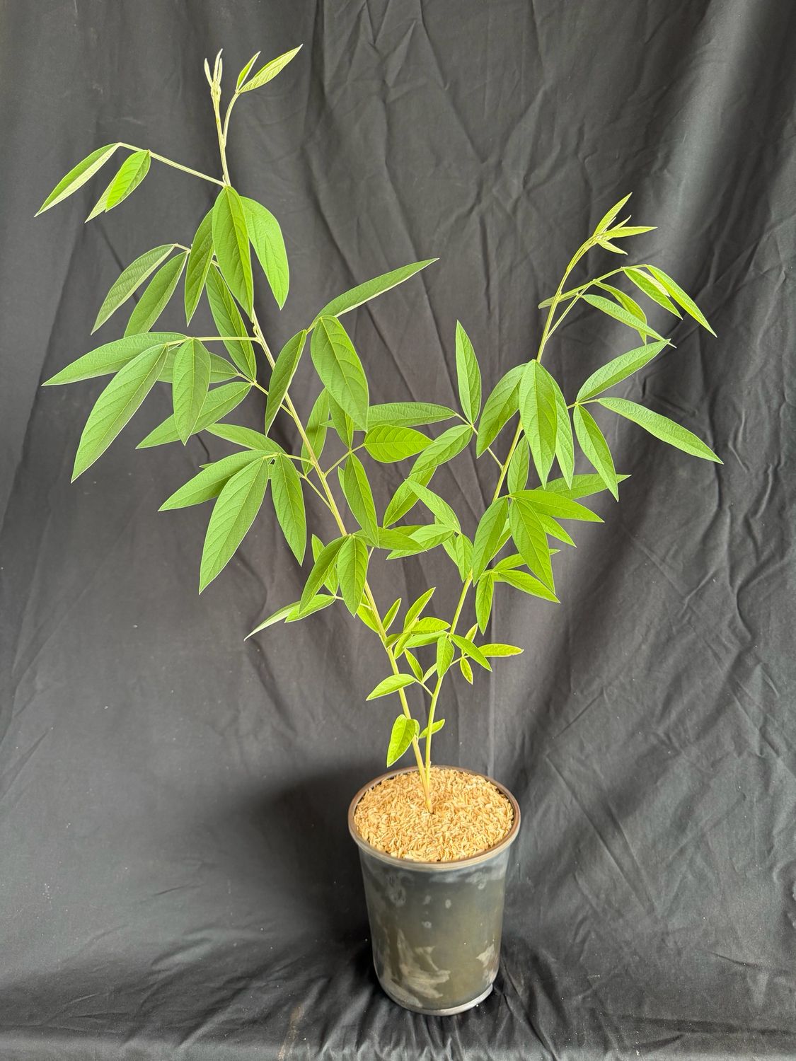 Pigeon Pea - ‘Otini Fifin’ (Cajanus Cajan) 1G