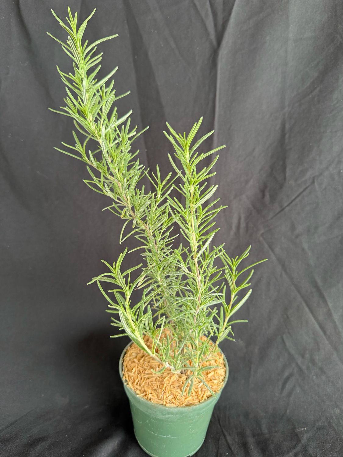 Rosemary (Salvia Rosmarinus) 4”
