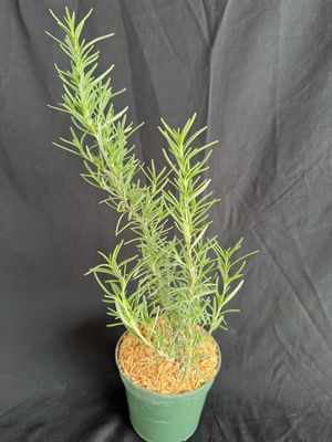 Rosemary (Salvia Rosmarinus) 4”