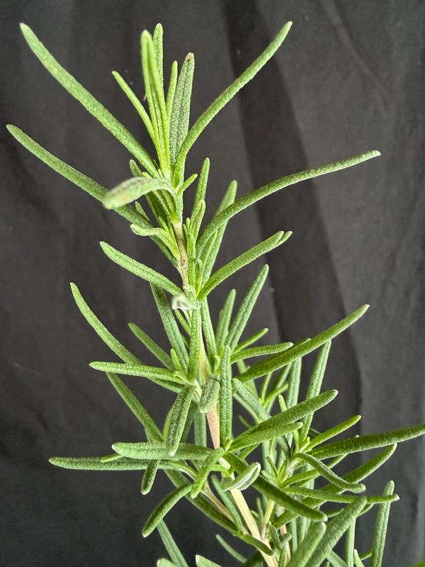 Rosemary (Salvia Rosmarinus) 4”