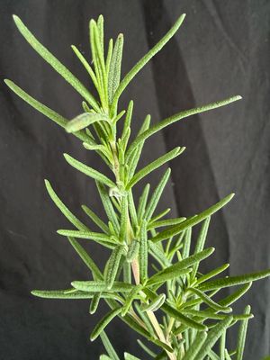 Rosemary (Salvia Rosmarinus) 4”