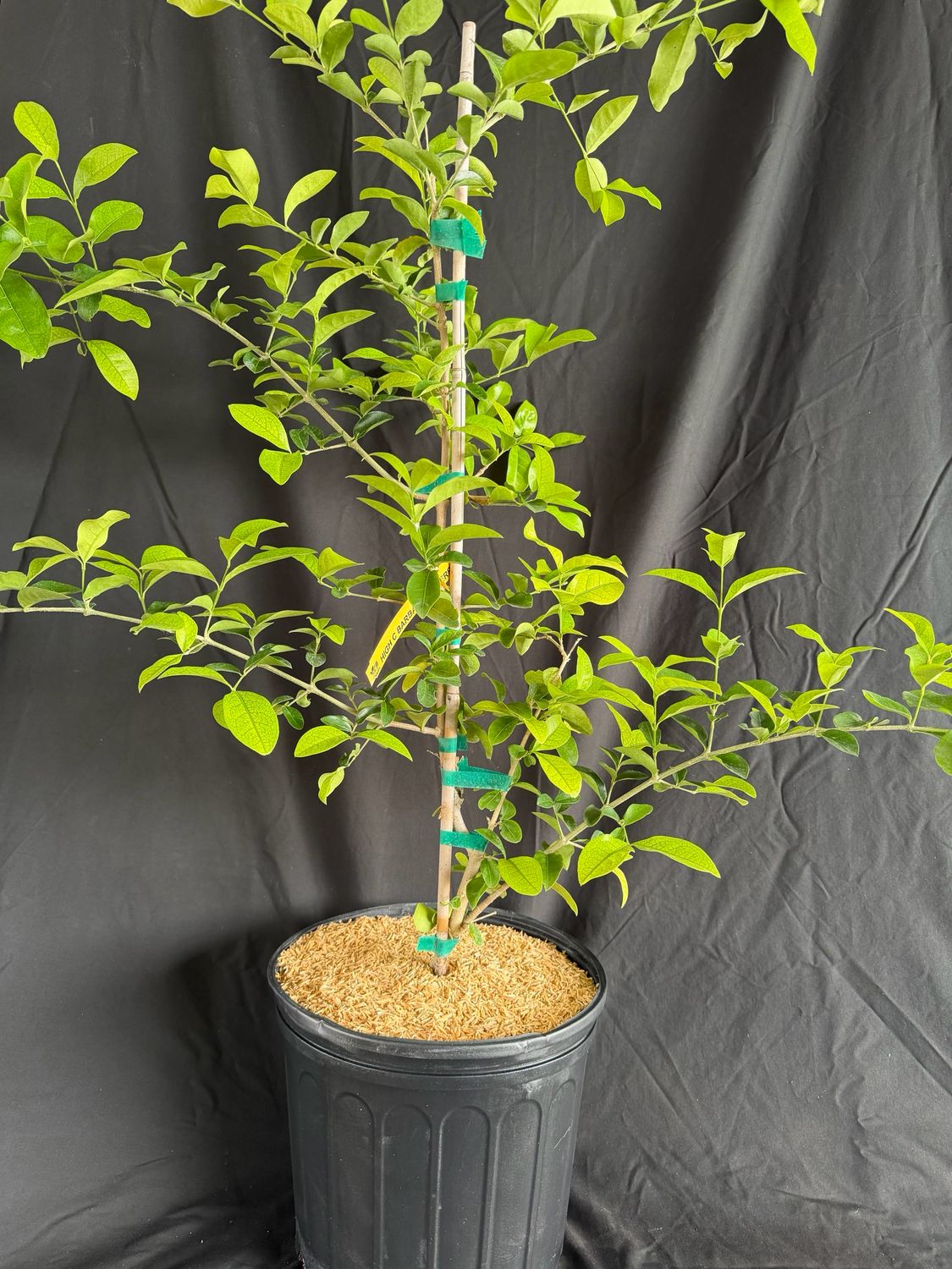 Barbados Cherry - ‘Zill’s High C’ 3G