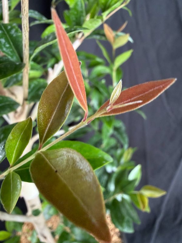 Barbados Cherry - ‘Zill’s High C’ 3G