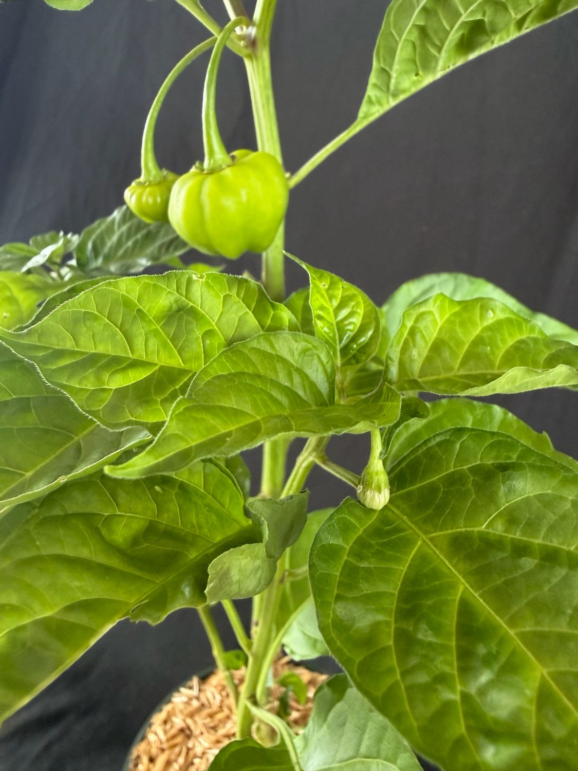 Pepper - Iquito 4”(Capsicum Chinense)