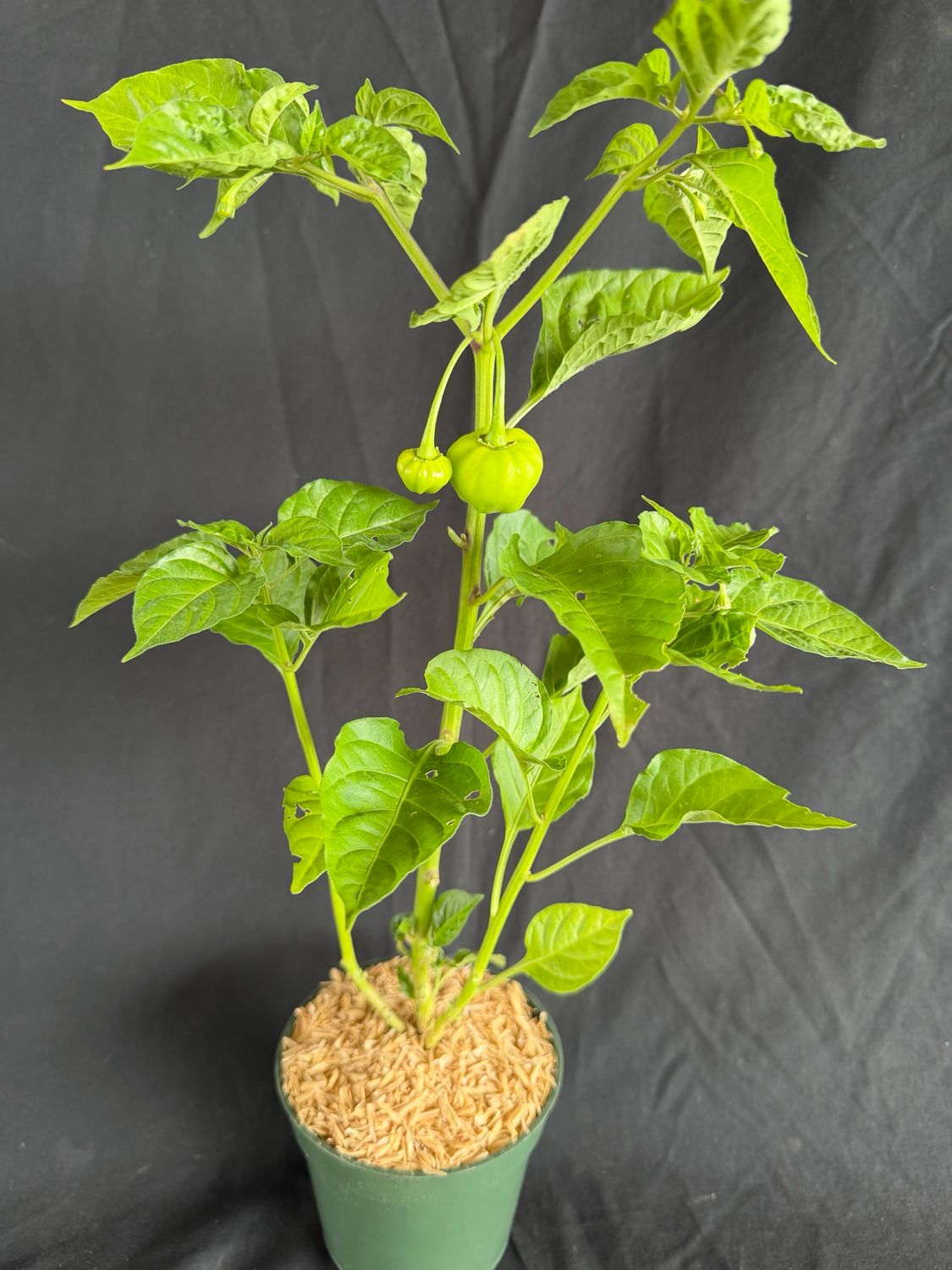 Pepper - Iquito 4”(Capsicum Chinense)
