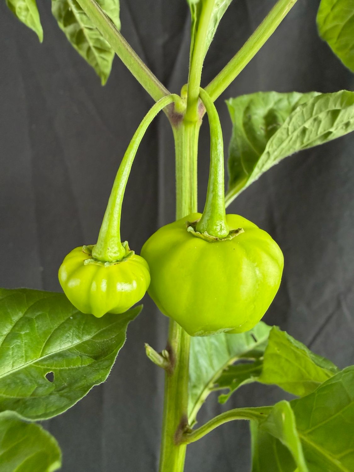 Pepper - Iquito 4”(Capsicum Chinense)