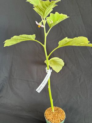 Eggplant - Florida Market 4" (Solanum Melongena)