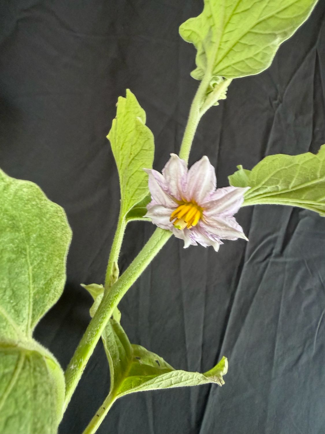 Eggplant - Florida Market 4" (Solanum Melongena)