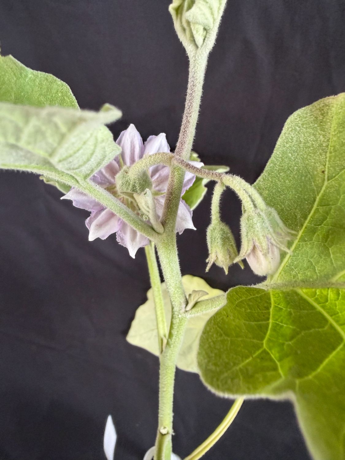 Eggplant - Florida Market 4" (Solanum Melongena)