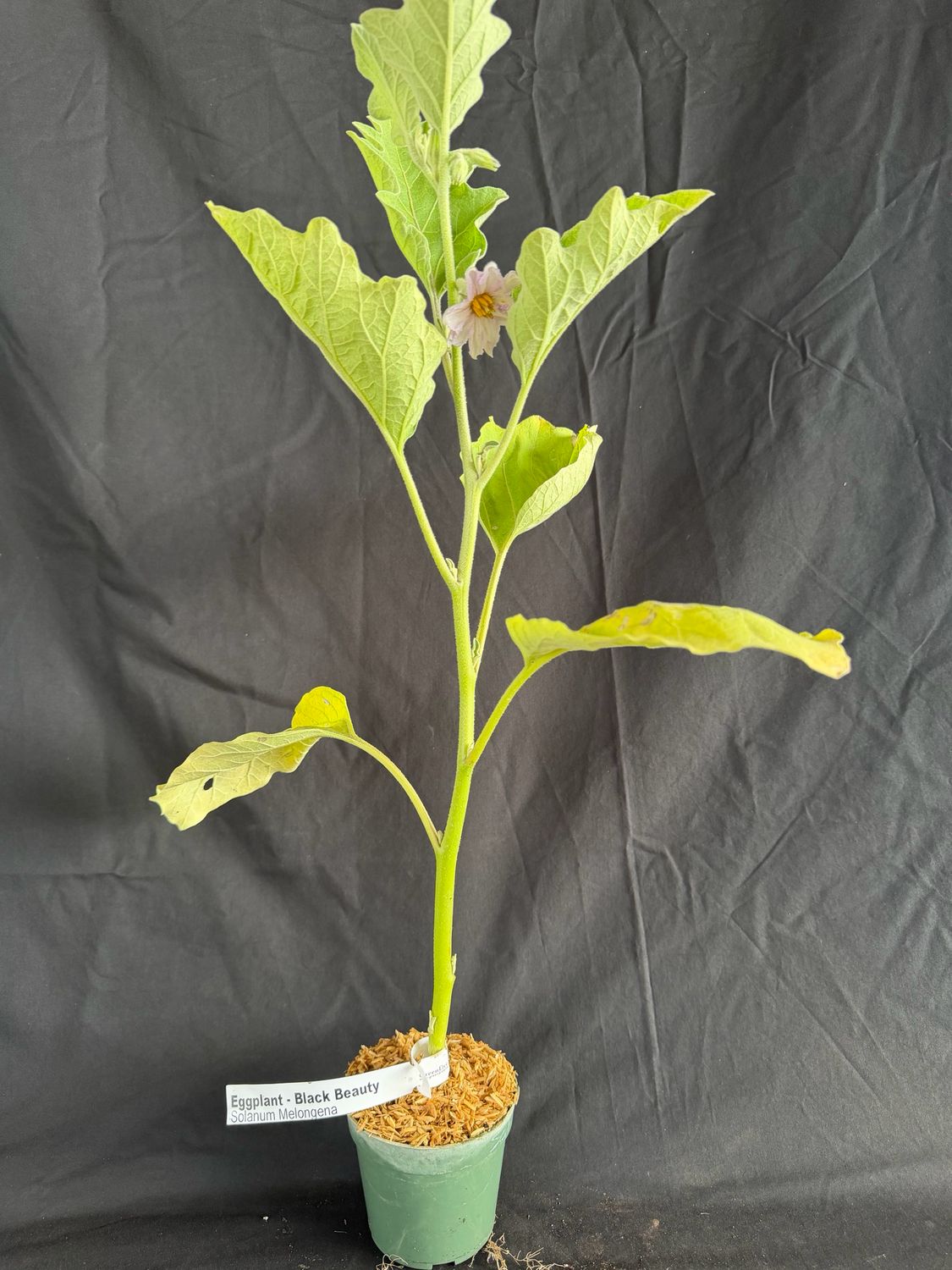 Eggplant -Black Beauty 4" (Solanum Melongena)